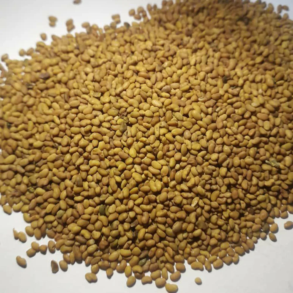 bazr 2 فروش عمده بذر یونجه بغدادی