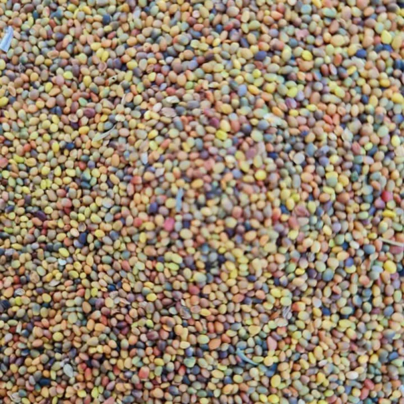 فروش بذر شبدر ۷ رنگ ایرانی تبریز