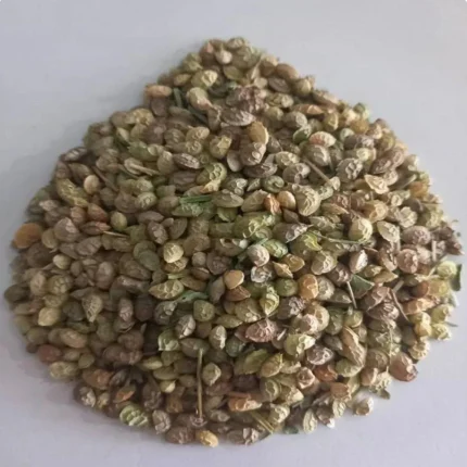 فروش عمده بذر یونجه اسپرس در مشهد